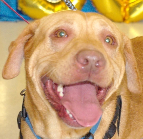 Pets of the Week: Harley